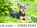 Dog, toy terrier lying in juicy green grass. High quality advertising stock photo. Pets walking in the summer 108823644