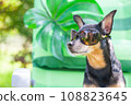 Dog, toy terrier in sunglasses is resting in a sun lounger. Summer holiday concept. 108823645