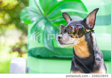 Dog, toy terrier in sunglasses is resting in a sun lounger. Summer holiday concept. 108823645