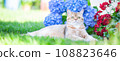 British female cat of golden chinchilla  lies on the path with flowers blue hydrangea. High quality advertising stock photo. Pets walking in the summer, .banner 108823646