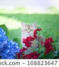 British female cat of golden chinchilla  with flowers blue hydrangea. High quality advertising stock photo. Pets walking in the summer 108823647