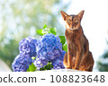 Abyssinian cat, sitting on a terrace with flowers blue hydrangea. High quality advertising stock photo. Pets walking in the summer 108823648
