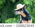 Funny dog in a straw hat, vacationer, gardener. Space for text. Assistant Farmer Concept 108823649