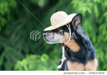 Funny dog in a straw hat, vacationer, gardener. Space for text. Assistant Farmer Concept 108823649
