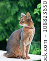 Portrait of a very beautiful Abyssinian cat in nature. Space for text 108823650