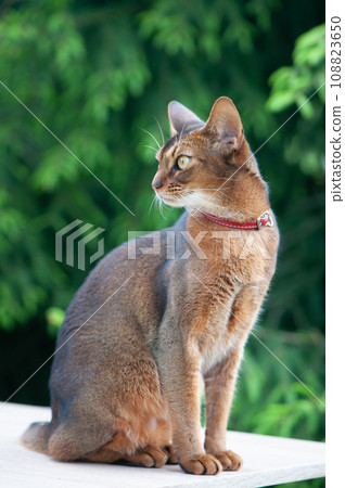 Portrait of a very beautiful Abyssinian cat in nature. Space for text Portrait of a very beautiful Abyssinian cat in nature. Space for text 108823650
