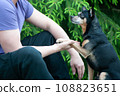 Dog playing with a man, the concept of friendship and love of people with dogs 108823651
