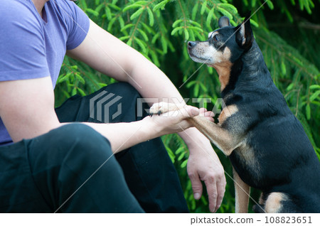 Dog playing with a man, the concept of friendship and love of people with dogs Dog playing with a man, the concept of friendship and love of people with dogs 108823651