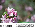 Branches of blossoming pink apple tree macro with soft focus against the background of gentle greenery.  Beautiful floral image of spring nature. Space for text 108823652