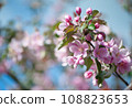 Branches of blossoming pink apple tree macro with soft focus against the background of gentle greenery.  Beautiful floral image of spring nature. 108823653