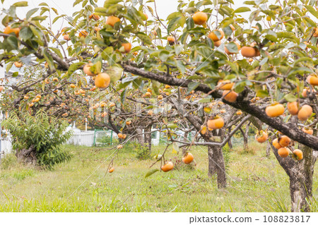 美味的柳橙柿子 108823817