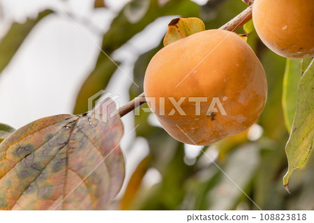 美味的柳橙柿子 108823818