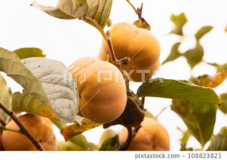 Delicious orange persimmon Delicious orange persimmon 108823821