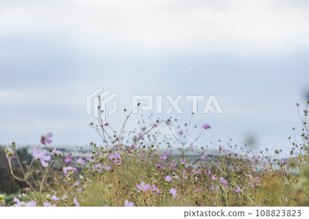 Cosmos and cloudy sky 108823823