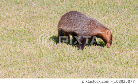 Japanese badger looking for food on the lawn 108823877