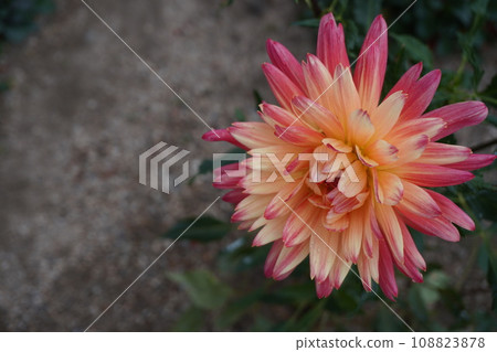 Single pink and orange dahlia flower 108823878