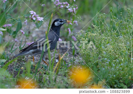 草原上覓食的八哥♂ 108823899