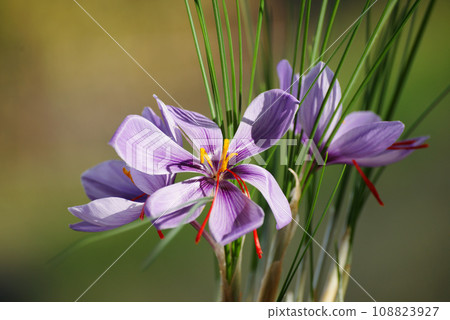 Saffron flower 108823927