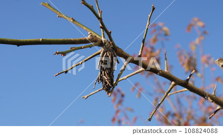 Winter preparation of Minomushi 108824088