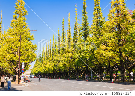 Autumn Jingu Gaien, a row of Icho trees Autumn Jingu Gaien, a row of Icho trees 108824134