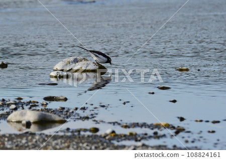 「黑背鶺鴒」飲用水(荒川右岸/埼玉縣深谷市) 「黑背鶺鴒」飲用水(荒川右岸/埼玉縣深谷市) 108824161