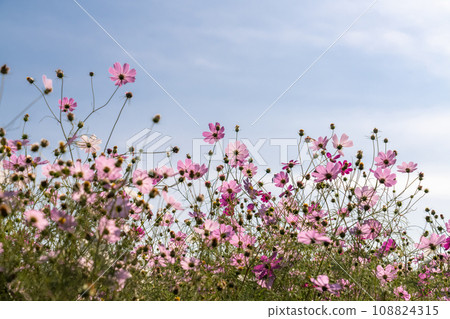 盛開的波斯菊田/秋季花田 108824315