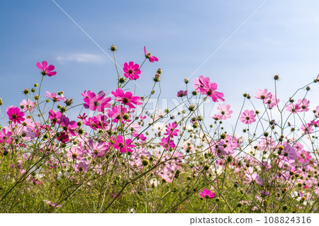 Cosmos fields in full bloom/autumn flower fields 108824316