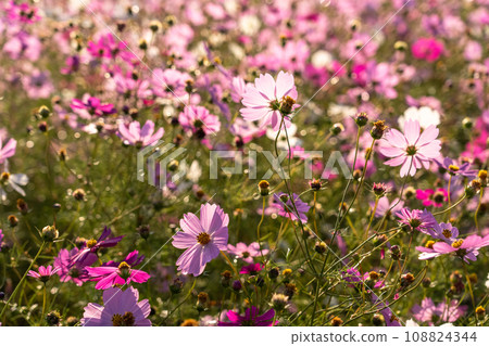 盛開的波斯菊田/秋季花田 108824344