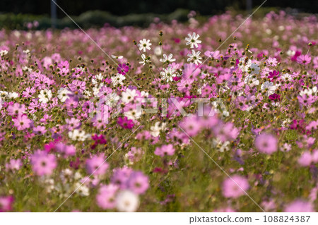 Cosmos fields in full bloom/autumn flower fields 108824387