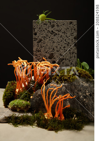 Front view, close up of fresh cordyceps grow up from green moss on block of stone on black background. Advertising photo. Cordyceps has many great health benefits such as enhancing immunity 108824598