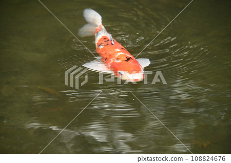 有綠葉反射和紅鯉魚的池塘 108824676