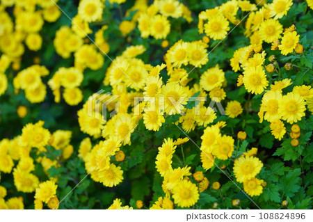 Cute wild chrysanthemum flower bed Cute wild chrysanthemum flower bed 108824896
