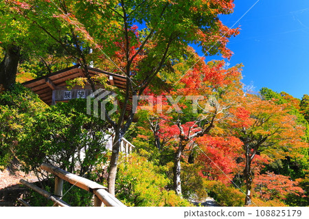 [佐賀縣] 晴天大光禪寺的紅葉 108825179