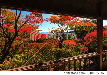 [佐賀縣] 晴天大光禪寺的紅葉 108825187