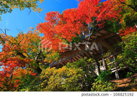[Saga Prefecture] Autumn leaves at Daikozenji Temple on a clear day 108825192