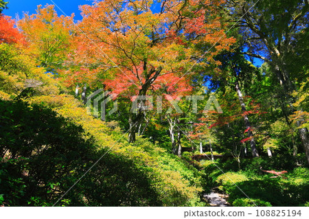 [Saga Prefecture] Autumn leaves at Daikozenji Temple on a clear day 108825194