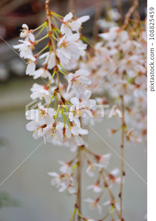 Weeping cherry blossoms at Honmanji Temple (Kamigyo Ward, Kyoto City) Weeping cherry blossoms at Honmanji Temple (Kamigyo Ward, Kyoto City) 108825459