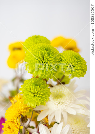 乒乓菊(Ponpon 菊花)花 乒乓菊(Ponpon 菊花)花 108825507