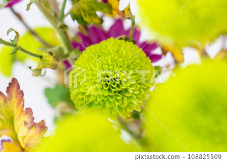 乒乓菊(Ponpon 菊花)花 乒乓菊(Ponpon 菊花)花 108825509