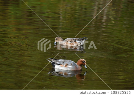 放鬆的鴨子游泳 108825535