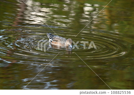 美麗的水波紋和鴨子 108825536