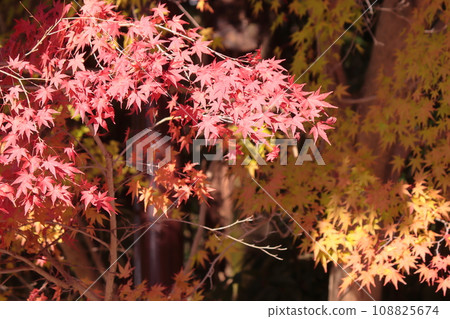 槭樹秋葉 108825674