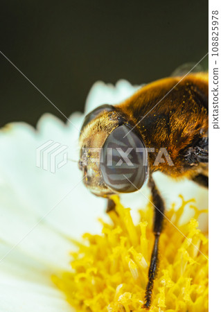 Giant hoverfly sucking nectar from chrysanthemums (vertical angle) Giant hoverfly sucking nectar from chrysanthemums (vertical angle) 108825978