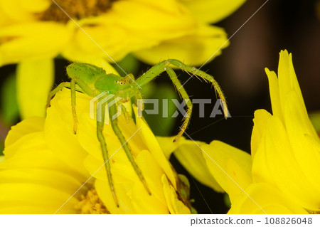A black bug waits for prey in a chrysanthemum flower. 108826048