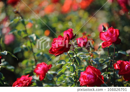 Arao City Ominous Citizen Flower Bed Rose Flower, 108826701