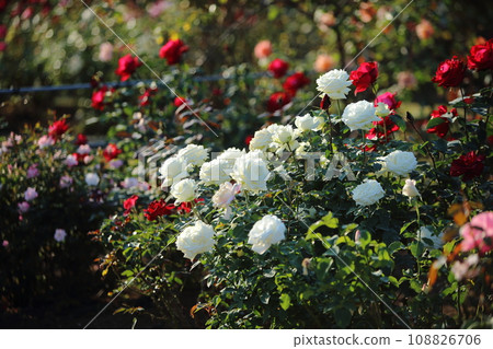Arao City Ominous Citizen Flower Bed Rose Flower, 108826706