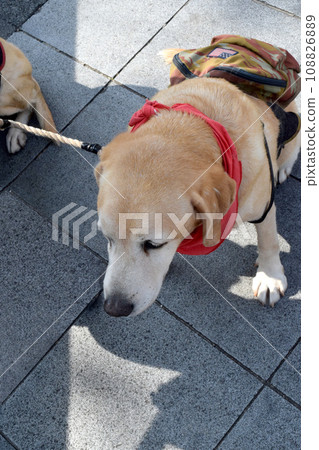 導盲犬 108826889