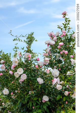 Szakan flowers and blue sky Szakan flowers and blue sky 108827094