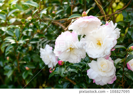 Szakan flower Szakan flower 108827095