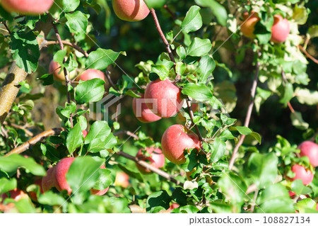 Red delicious Apples Hanging from a Tree Branch in the Fruit Garden at Fall Harvest. Red delicious Apples Hanging from a Tree Branch in the Fruit Garden at Fall Harvest. 108827134